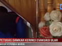 PETUGAS DAMKAR KERINCI EVAKUASI ULAR MASUK KERUMAH WARGA