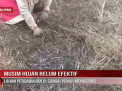 MUSIM HUJAN BELUM EFEKTIF, LAHAN PERSAWAHAN DI SUNGAI PENUH MENGERING