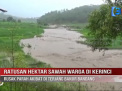 RATUSAN HEKTAR SAWAH WARGA DI KERINCI RUSAK PARAH AKIBAT DI TERJANG BANJIR BANDANG