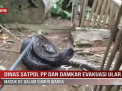 DINAS SATPOL PP DAN DAMKAR EVAKUASI ULAR PITON MASUK KE DALAM SUMUR WARGA