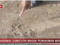 HARIMAU SUMATERA MASUK PEMUKIMAN WARGA HUTAN LINDUNG BATANGHARI
