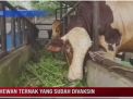 HEWAN TERNAK YANG SUDAH DIVAKSIN MEMILIKI BARCODE
