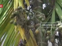 HARGA PINANG MASIH ANJLOK, PETANI PINANG BERHARAP HARGA SEGERA STABIL KARENA BUAT TURUT TRACK