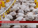 ANTISIPASI FLU BURUNG
