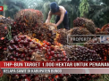 THP BUN TARGET 1 000 HEKTAR UNTUK PENANAMAN KELAPA SAWIT DI KABUPATEN BUNGO