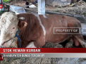 STOK HEWAN KURBAN DI KABUPATEN BUNGO TERCUKUPI