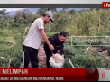 CABAI MELIMPAH,HARGA CABAI DI MERANGIN MERANGKAK NAIK