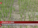 DAMPAK ELNINO, PULUHAN HEKTAR SAWAH MASYARAKAT ALAMI KEKERINGAN