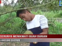 SERUNYA MENIKMATI BUAH DURIAN LANGSUNG DI KEBUN