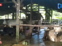 JELANG IDUL ADHA, PERMINTAAN HEWAN KURBAN MENINGKAT