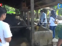 HEWAN KURBAN DI KOTA JAMBI DILAKUKAN PEMERIKSAAN