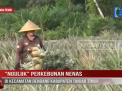 NGULIIK PERKEBUNAN NENAS DI KECAMATAN DENDANG KABUPATEN TANJAB TIMUR