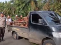 DIDUGA BAWA BUAH SAWIT CURIAN, SOPIR KABUR TINGGALKAN MOBIL DI TEPI JALAN