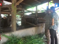 JELANG IDUL ADHA 1446 HIJRIYAH, PENJUALAN SAPI KURBAN DIBUNGO MENINGKAT
