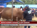 BUPATI KERINCI SERAHKAN SAPI QURBAN DARI PRESIDEN PRABOWO UNTUK MASYARAKAT KERINCI