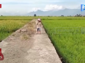 PULUHAN HEKTAR SAWAH DI KERINCI MENGALAMI KEKERINGAN