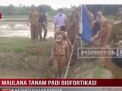 MAULANA TANAM PADI BIOFORTIKASI UNTUK KETERSEDIAAAN PANGAN
