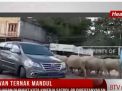 PERDA HEWAN TERNAK MANDUL, KERBAU BERKELIARAN DI PUSAT KOTA KINERJA SATPOL PP DIPERTANYAKAN