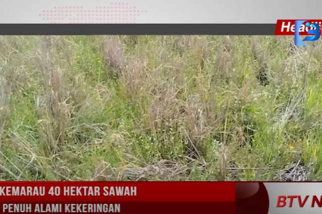 DAMPAK KEMARAU 40 HEKTAR SAWAH DI SUNGAI PENUH ALAMI KEKERINGAN