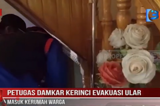 PETUGAS DAMKAR KERINCI EVAKUASI ULAR MASUK KERUMAH WARGA