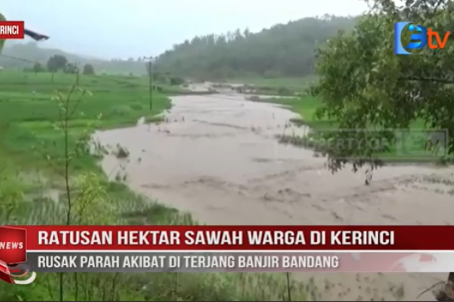 RATUSAN HEKTAR SAWAH WARGA DI KERINCI RUSAK PARAH AKIBAT DI TERJANG BANJIR BANDANG