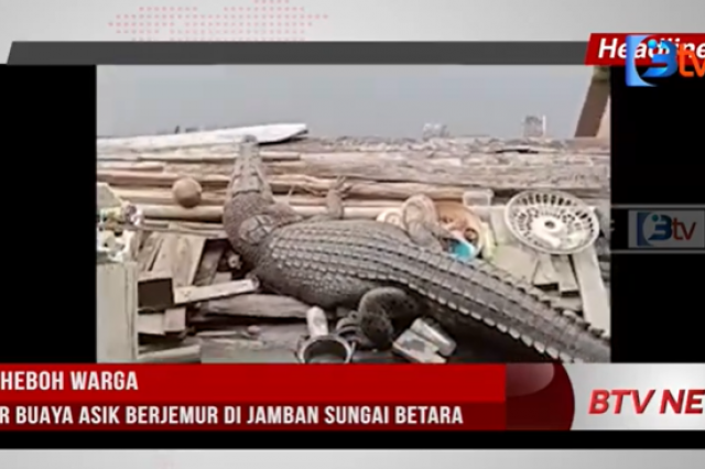 BIKIN HEBOH WARGA, SEEKOR BUAYA ASIK BERJEMUR DI JAMBAN SUNGAI BETARA TANJAB BARAT