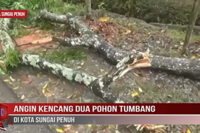 ANGIN KENCANG DUA POHON TUMBANG DI KOTA SUNGAI PENUH