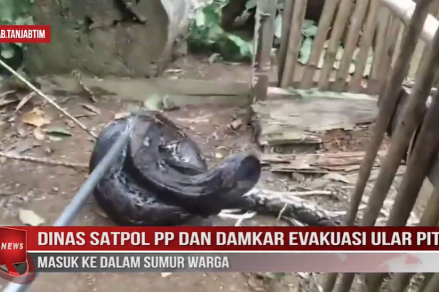 DINAS SATPOL PP DAN DAMKAR EVAKUASI ULAR PITON MASUK KE DALAM SUMUR WARGA