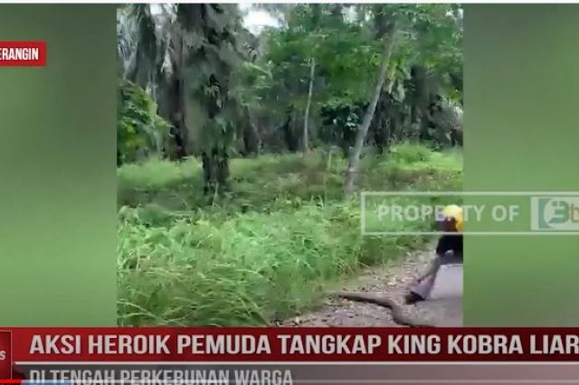AKSI HEROIK PEMUDA TANGKAP KING KOBRA LIAR DI TENGAH PERKEBUNAN WARGA