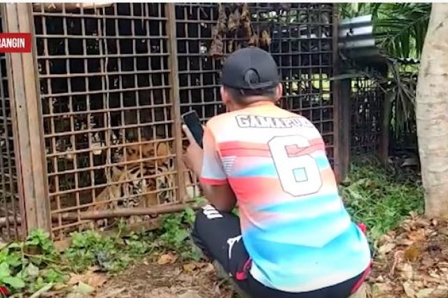 BKSDA JAMBI BERHASIL AMANKAN SEEKOR HARIMAU DI MERANGIN