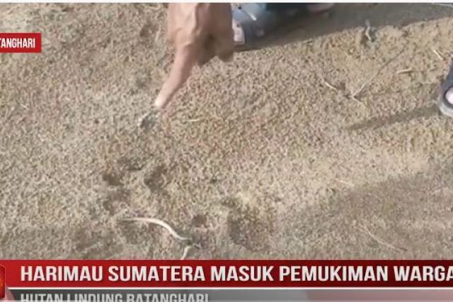 HARIMAU SUMATERA MASUK PEMUKIMAN WARGA HUTAN LINDUNG BATANGHARI