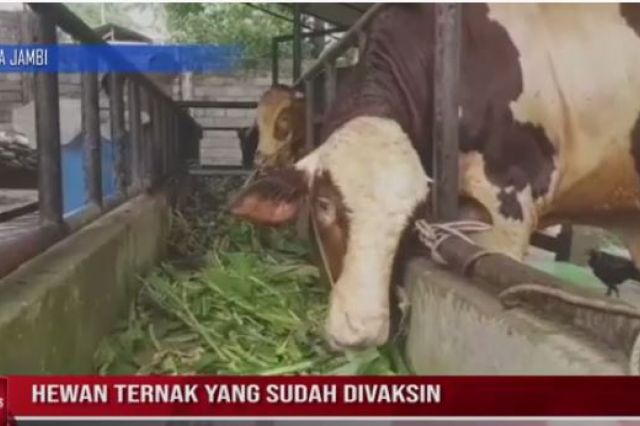 HEWAN TERNAK YANG SUDAH DIVAKSIN MEMILIKI BARCODE