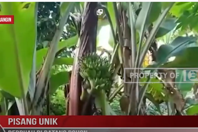 PISANG UNIK BERBUAH DI BATANG POHON