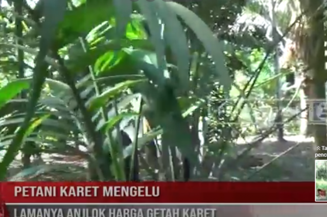 PETANI KARET MENGELUH, LAMANYA ANJLOK HARGA GETAH KARET