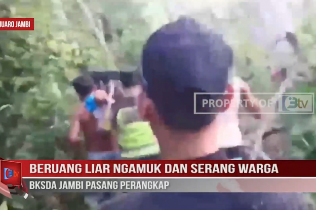 BERUANG LIAR NGAMUK DAN SERANG WARGA, BKSDA JAMBI PASANG PERANGKAP