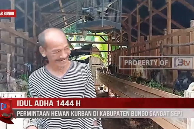 IDUL ADHA 1444 H,PERMINTAAN HEWAN KURBAN DI KABUPATEN BUNGO SANGAT SEPI