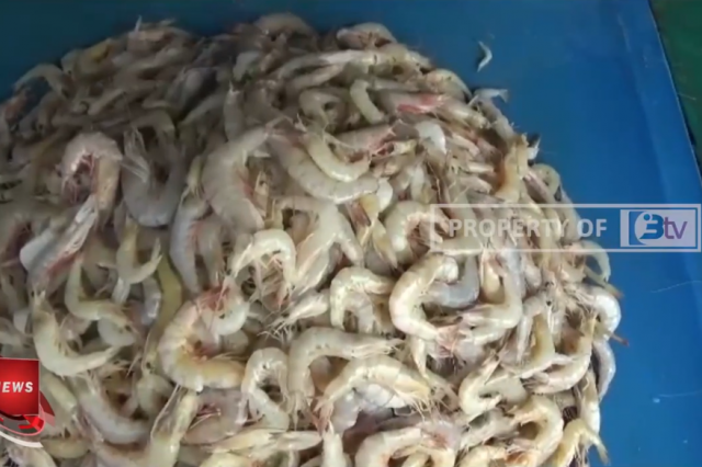 HARGA TANGKAPAN LAUT TURUN, PEDAGANG SEPI PEMBELI