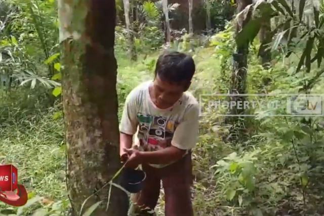 HARGA GETAH KARET DI SAROLANGUN SANGAT MEMPRIHATINKAN