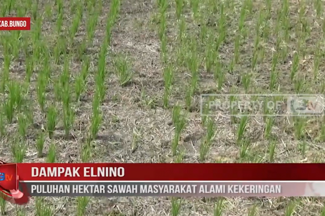 DAMPAK ELNINO, PULUHAN HEKTAR SAWAH MASYARAKAT ALAMI KEKERINGAN