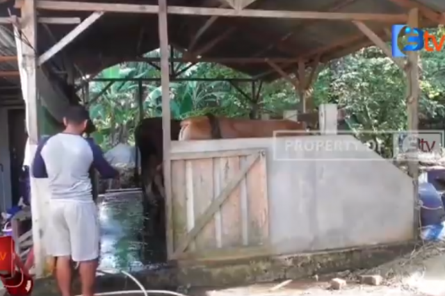 SI JENGGOT, DIPILIH JOKOWI SEBAGAI SAPI KURBAN DI JAMBI