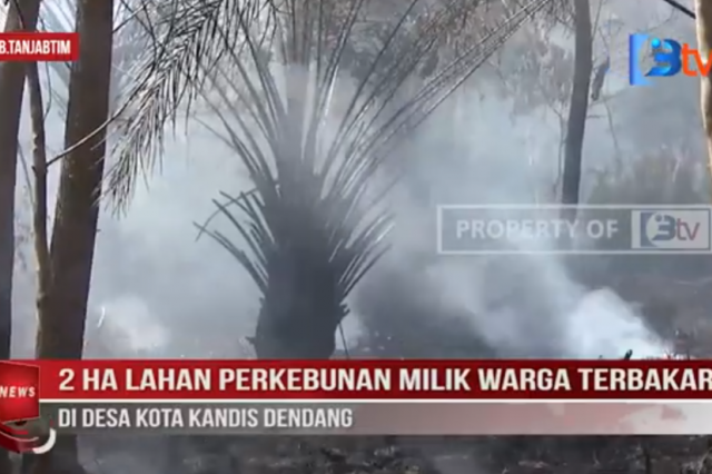 2 HA LAHAN PERKEBUNAN MILIK WARGA TERBAKAR DI DESA KOTA KANDIS DENDANG