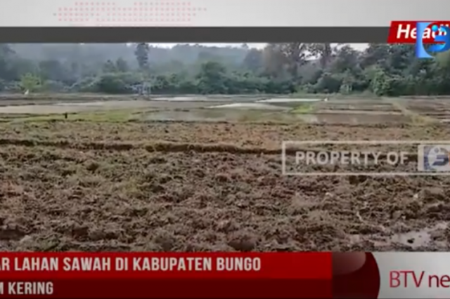 72 HEKTAR LAHAN SAWAH DI KABUPATEN BUNGO TERANCAM KERING