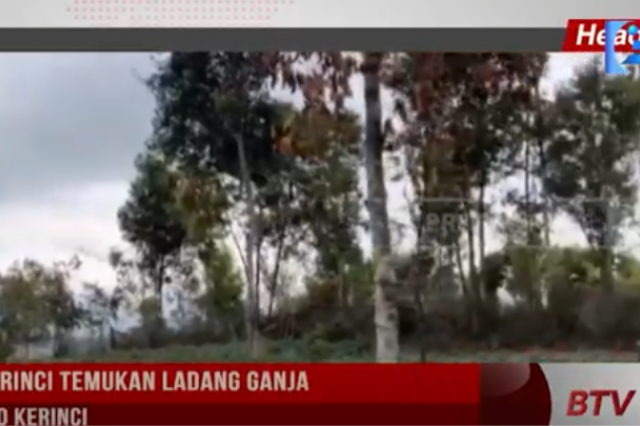 POLRES KERINCI TEMUKAN LADANG GANJA DI KAYU ARO KERINCI