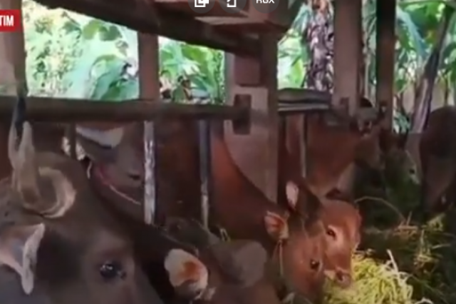 DINAS PERKEBUNAN DAN PETERNAKAN DIPASTIKAN MELAKUKAN PEMERIKSAAN HEWAN KURBAN