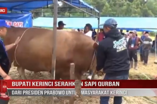 BUPATI KERINCI SERAHKAN SAPI QURBAN DARI PRESIDEN PRABOWO UNTUK MASYARAKAT KERINCI