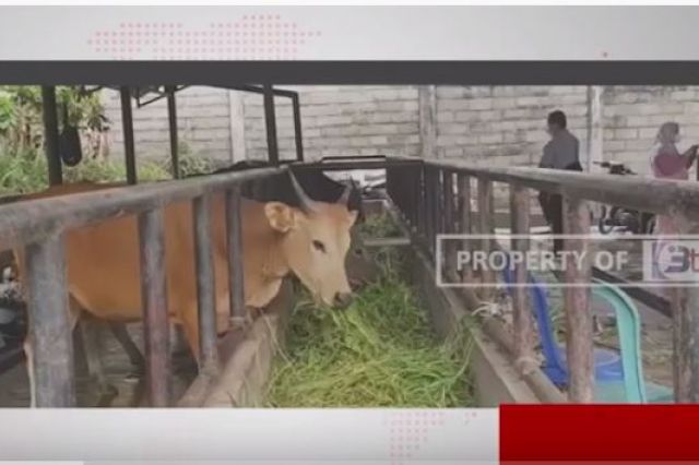 PEMKOT JAMBI AKAN MELAKUKAN SCREENING KE HEWAN TERNAK