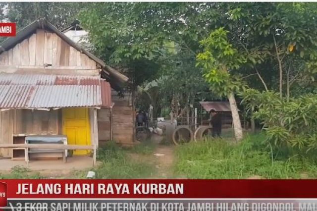 JELANG HARI RAYA KURBAN, 3 EKOR SAPI MILIK PETERNAK DI KOTA JAMBI HILANG DIGONDOL MALING
