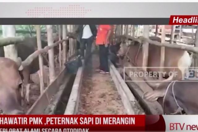 KHAWATIR PMK, PETERNAK SAPI DI KABUPATEN MERANGIN BERI OBAT ALAMI SECARA OTODIDAK