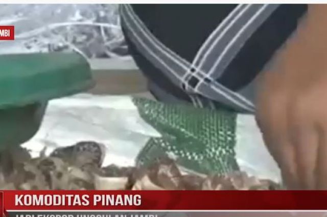 KOMODITAS PINANG JADI EKSPOR UNGGULAN JAMBI