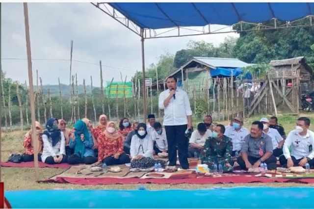 BUPATI BUNGO IKUT PANEN RAYA CABAI MERAH DI PERKEBUNAN MANGUN JAYO MANDIRI